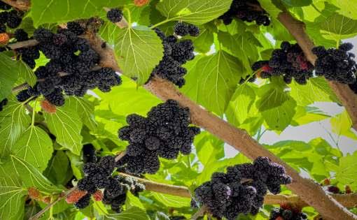 Feasibility of Intercropping in Mulberry